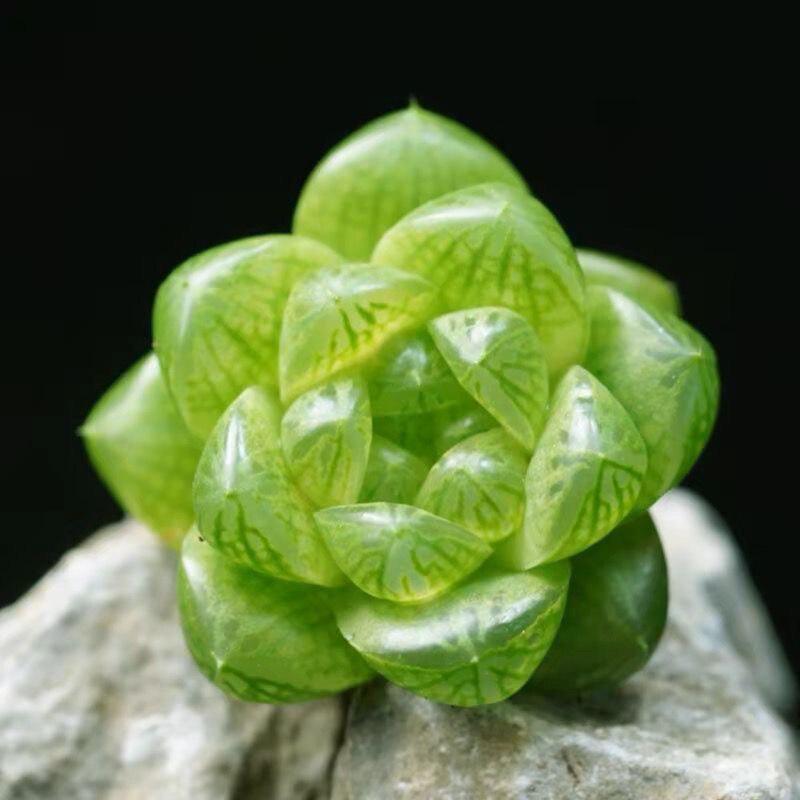 Premium Colorful Succulent Plants Combo - Free Shipping!