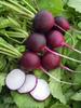 300 Purple Round Radish Seeds - Ancient Vegetables - Reproducible Peasant Seeds - Semi-Wild