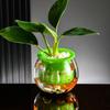 Пластиковый Цветочный Горшок Прозрачный Аквариум Креативные Горшки для Растений с Автополивом Настольный