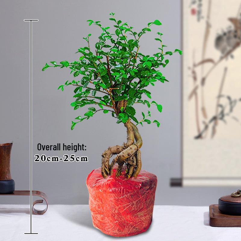Small-Leaf Elm Bonsai with Driftwood Styling - Indoor Evergreen Plant for Living Room, Balcony, or Courtyard