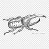 Beetle Weevil Iron On Heat Transfer Printing Vinyl Patches Sticker for Clothes DIY Appliques Washable Patches
