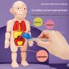 Children's Human Body Model Assembly Toy - STEAM Educational Tool for Early Science Learning