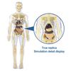 1 комплект игрушек для изучения структуры тела, учебная съемная модель человеческого тела для изучения человеческой жизни, научная лаборатория для детей