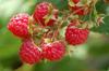 100 Wild Raspberry Seeds - Red Garden Fruit - Reproducible Farmer Seeds - SemiSauvage