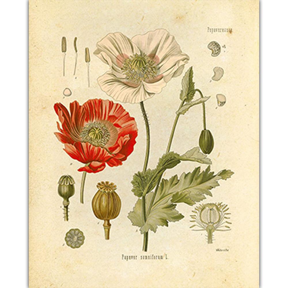 Винтажный постер с дикими растениями, ботанический цветочный кабинет, подвесная картина для гостиной, картина с пионом, эстетический декор комнаты, холст, картина без рамки