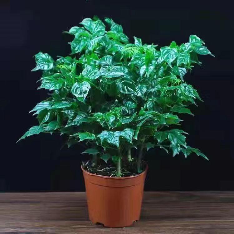Peace Tree Indoor Potted Plant – Large Evergreen for Living Room, Happiness & Year-Round Greenery, Free Shipping.
