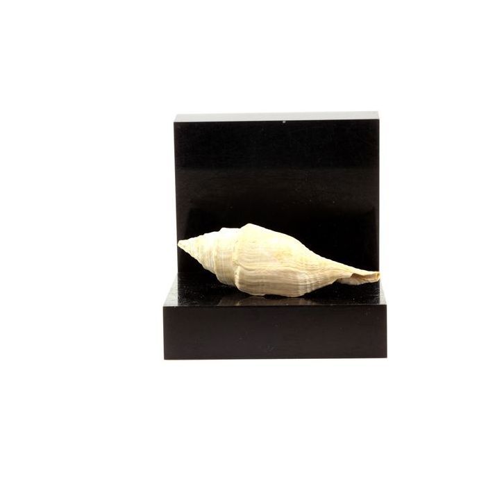 Pierres et Minéraux. Clavilithes noae. 138.00 ct. Damery, Marne, France.