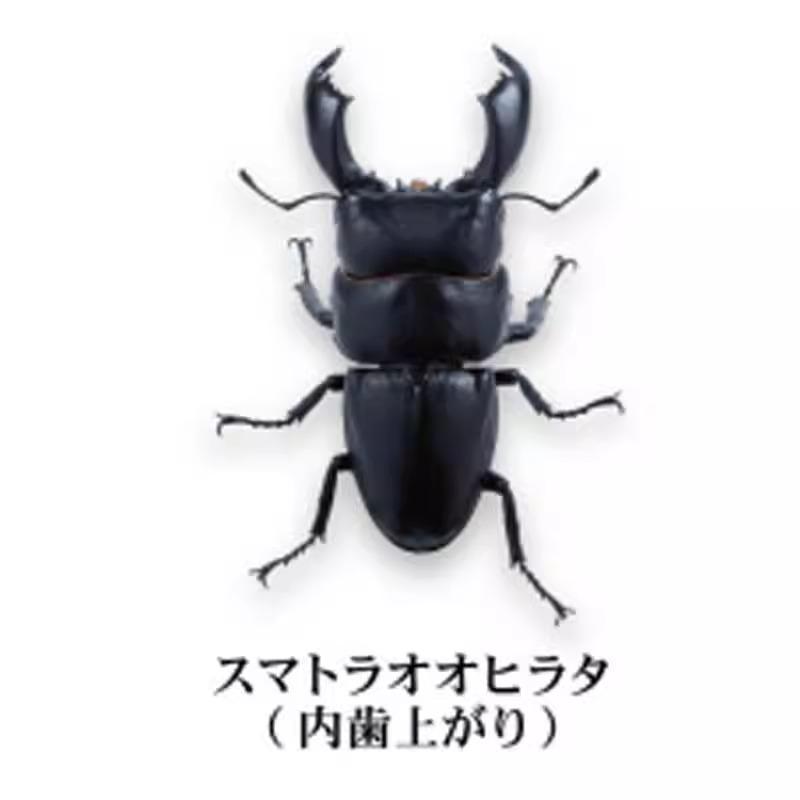 Prosopocoilus Inclinatus Gashapon Toys Encyclopedia Miniature Simulation Ornament Collection Action Figure Toys