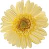 Daichi Farm Сделано в Японии Консервированный цветок Гербера Диаметр цветка около 9 цветов Утренний желтый 5,5-8 см
