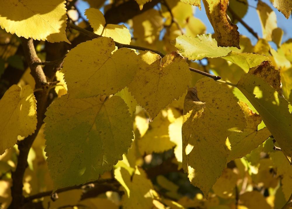 SAFLAX Подарочный набор - Черная шелковица - 200 семян - С подарочной коробкой, карточкой, этикеткой и субстратом для горшков - Morus nigra