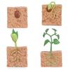 Pediatric Educational Heart-Shaped Soybean Growth Cycle and Plant/Animal Process Sand Table Ornament