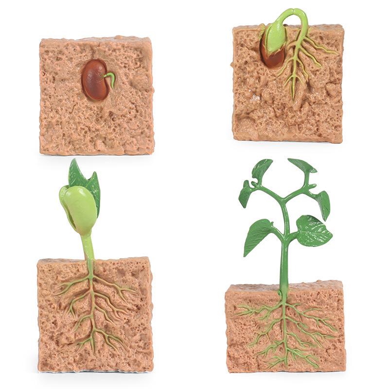 Kids' Science Toy: Seed Germination & Plant Growth Teaching Aid