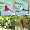Handicraft Garden Ornament Home Decor Simulation Parrot Real Feathers Artificial Animal Bird Model