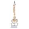 Flexible Human Spinal Column Vertebral Lumbar Curve Anatomical Model Anatomy Spine Medical Teaching
