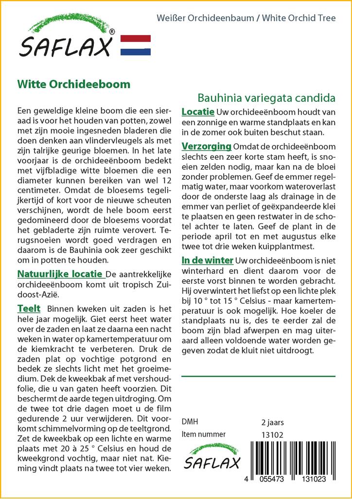 SAFLAX Белая орхидея - 5 семян - Bauhinia variegata candida