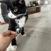 1pc  Black And White Tuxedo Cat Keychain 2D Acrylic Cat Pendant  Inch Thick  Double Sided Design  Animal Key Ring Charm For Backpacks  Gifts