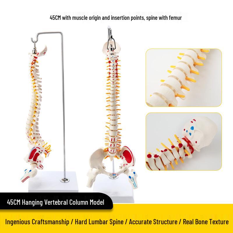 Взрослый 1:1 Модель позвоночника человека для хиропрактики - Шейный, Поясничный, и Демонстрация скелета