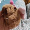 Cartoon Plush Capybara Keychain Pull Butterfly Car Keyring Funny Capybara Dolls Pendant  Bag Decor