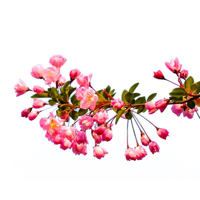 Chojukan Japanese Weeping Crabapple Bonsai Sapling for Courtyard Planting