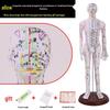 Сверхпрозрачная силиконовая модель: Обучение акупунктуре и меридианам для практики массажа туйна