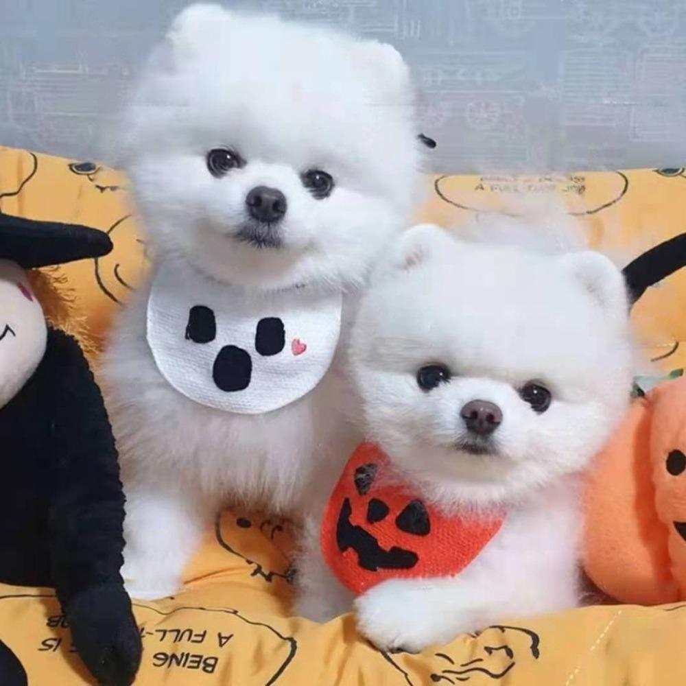 Dog cat saliva towel bib belly pocket pumpkin ghost festival cat christmas pet supplies clothes decoration dog supplies