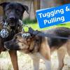 Dog Ball Toy With Rope Interactive Leaking Balls For Large And Small Dogs Ropeschew Ball Chew Toys Puppy Training Petaccessories