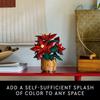 LEGO Icons Poinsettia Building Set Decorative Flower Centerpiece Holiday Decoration for Adults 10370