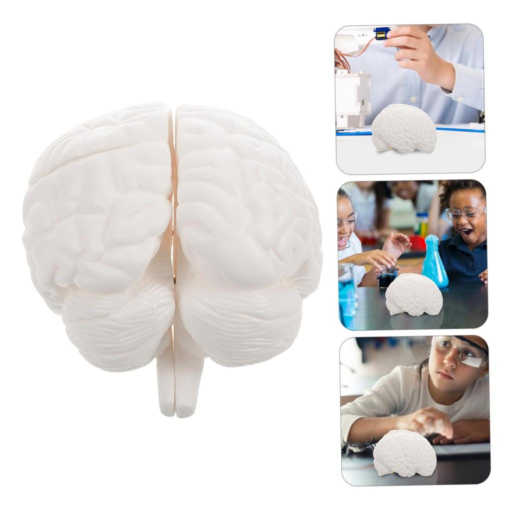 TENDYCOCO Human Brain Model: Human Brain Anatomy Model with Display Base, White for Learning Science Classroom Research Display Medical Education