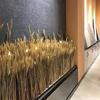 50pcs Rustic Dried Wheat Stalks Natural Dried Flowers Dry Wheat Spikes  Holiday Festival Decoration