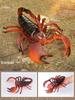 Large Insect and Reptile Toy Models: Scorpion & Spider Simulation