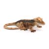 Simulation Reptile Animals Figures Miniature Gecko Figure Lizard Model Figurines  Birthday Gift