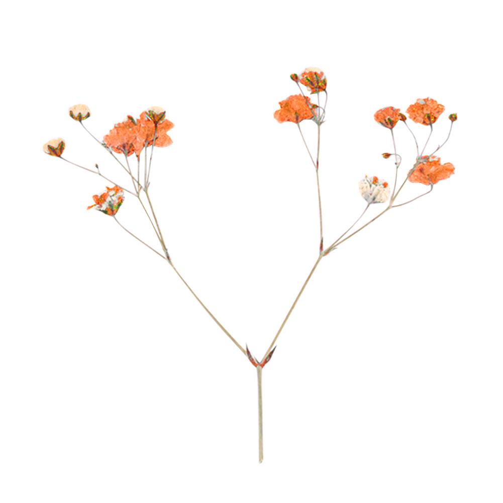 Сушёные цветы для рукоделия 12шт