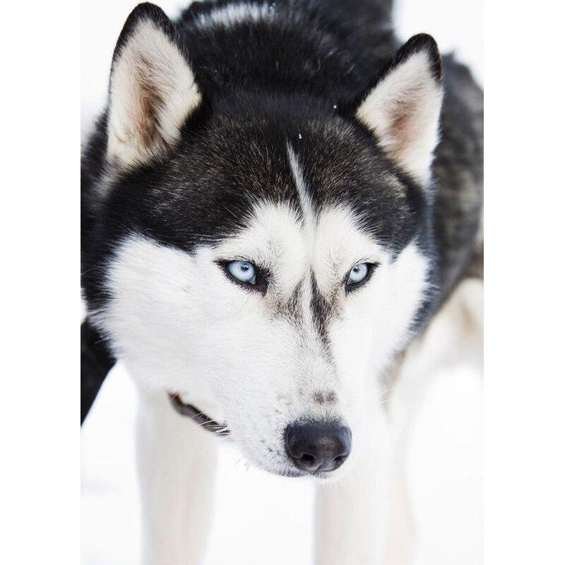 New 5D DIY Diamond Painting Husky Diamond Embroidery Animal Cross Stitch Full Square Round Drill Crafts Home Decor Manual Gift