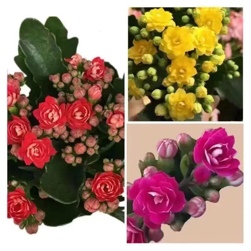 [Kalanchoe Double Petal] Four-Season Blooms Potted Plant for Indoor Balcony with Buds