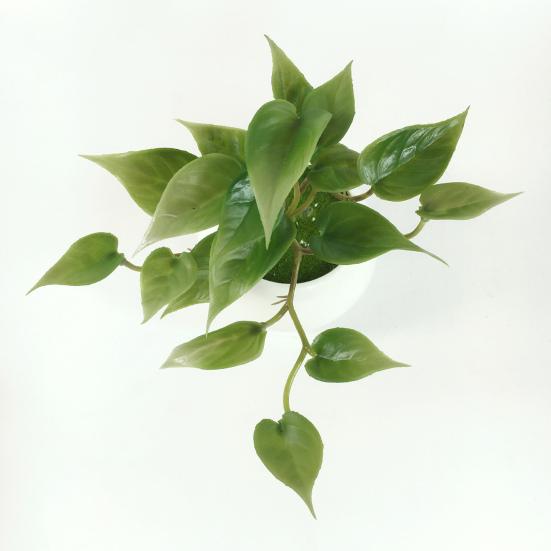 Имитация зеленого растения Суккуленты Руки на ощупь не увядшие Не выцветают Легкий уход Тонкая работа Орнамент Листья кориандра Искусственный лист