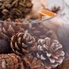 Natural DIY Pine Cone & Dried Flower Glass Bottle Ornament Set