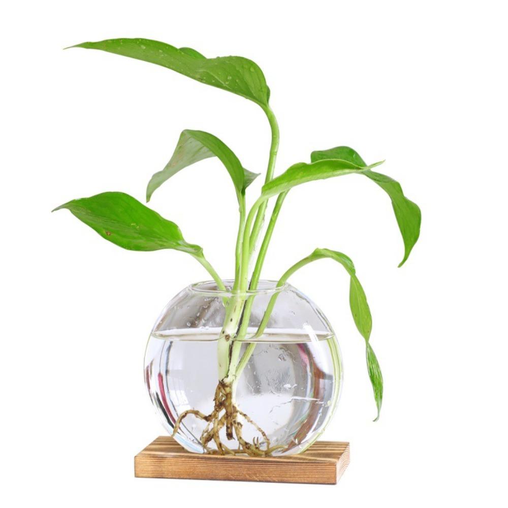 Transparent Glass Hydroponic Plants Container Elegant Plants Glass Vase Weddings