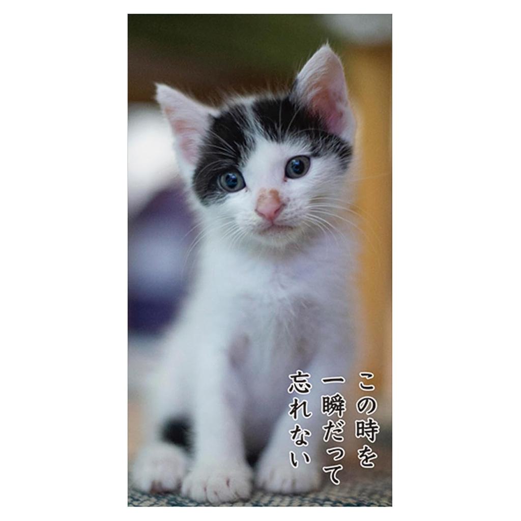 2025 Кот Сенрю (рабочий стол) Календарь №030