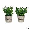 Decorative Plant Plastic 16 X 22 X 16 Cm (12 Units)