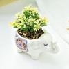 Cute Elephant Flower Pot Ceramic Succulent Pot Planter Home Decor Indoor Decoration Desktop Ornaments Bonsai Plant Pot