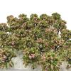 Green Cherry Palm Pine Forest N Architectural Tree Cherry 20 Pieces [DauStage] Blossom, Bamboo, Tree, Willow, Model, Gauge, Diorama, Railway,