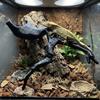 Natural Style Reptile Climbing Branch 3D Imitation Hermit Crab Climbing Toy  Gecko Lizard Enclosure