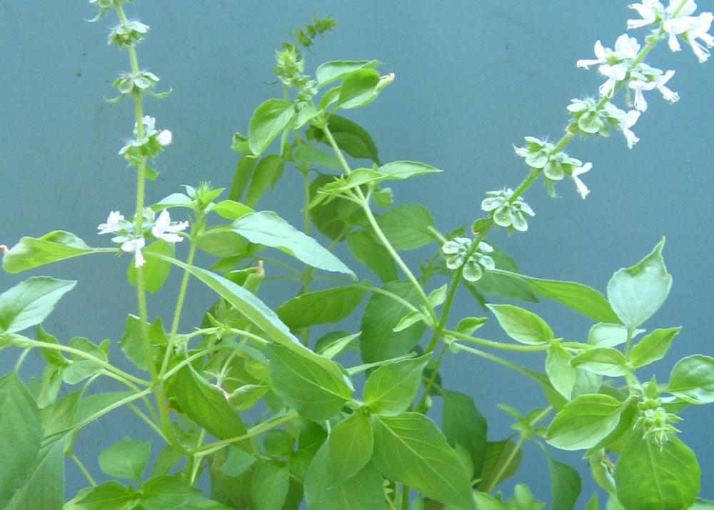 SAFLAX Garden in the Bag - Базилик лимонный - 200 семян - С субстратом в подходящем пакете - Ocimum citriodorum