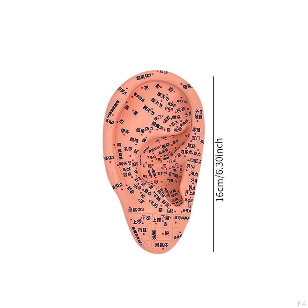 Модель акупунктуры уха Дисплей для обучения рефлексотерапии аурикулярной акупунктуры
