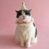 Cute Cat Birthday Hat Pet Birthday Party Dog Accessories New Dog Neck Set  for Small Dogs Puppy