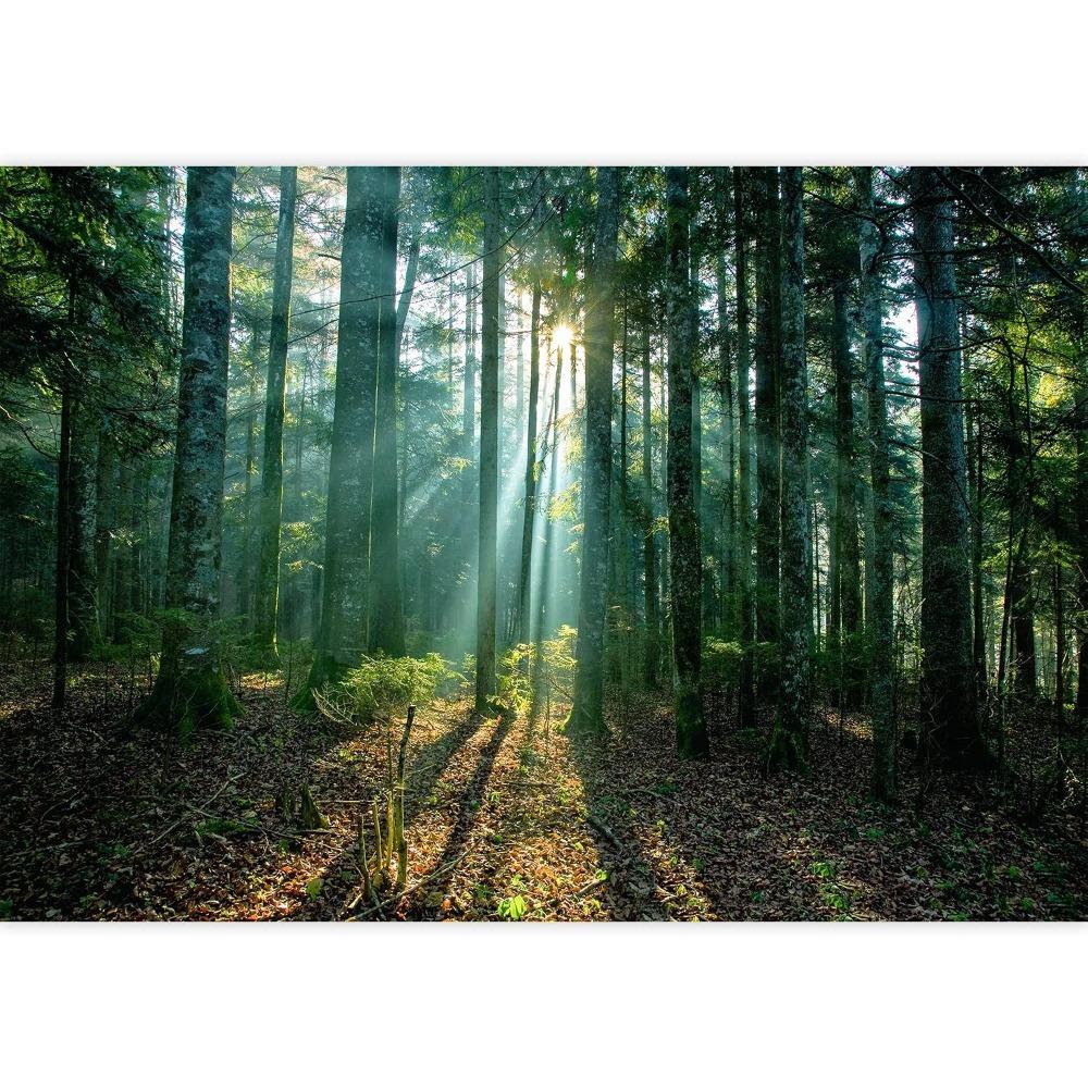 Misty Forest Wallpaper Tall Trees Serene Nature Landscape Wall Mural
