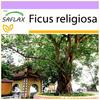 Peepul Tree / Sacred Fig - 100 семян - Ficus religiosa