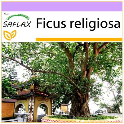 Peepul Tree / Sacred Fig - 100 семян - Ficus religiosa