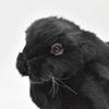 BH8142 HANSA Holland Lop Черный 33
