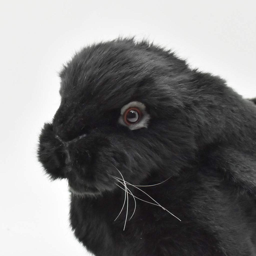 BH8142 HANSA Holland Lop Черный 33